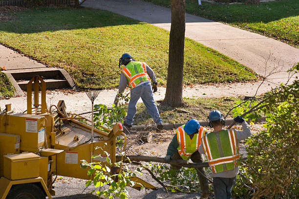 How Our Tree Care Process Works  in  Bella Vista, AR