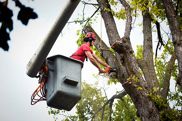 Trusted Bella Vista, AR  Tree Services Experts